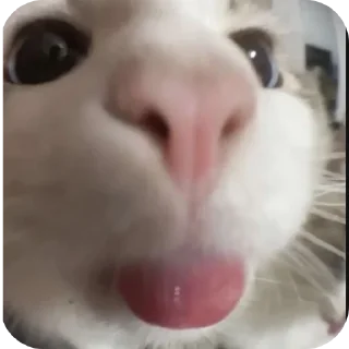 🐱