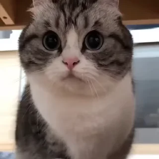 🦟