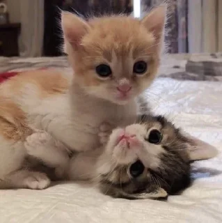 🎀