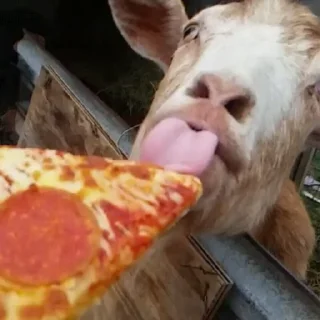 🍕