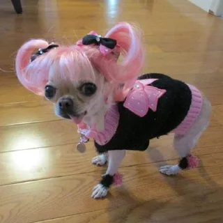 🐶