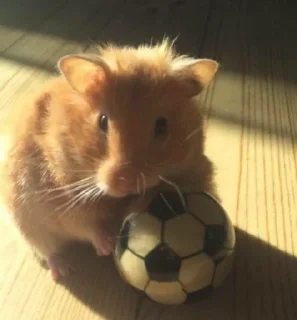 🐹