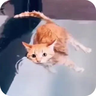 cats @apsyxopya :: @fStikBot