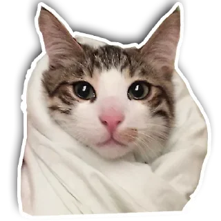 Kittens @stickersb2b