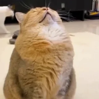 🐈