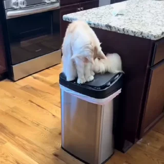 🐈