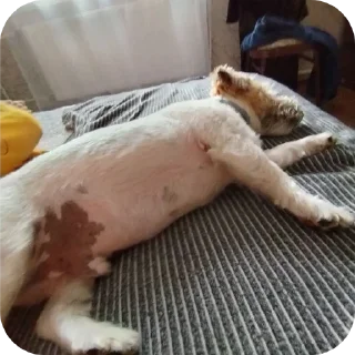 🌭