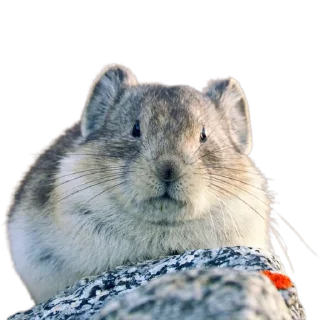 🐭