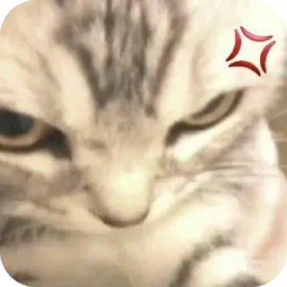 🐱