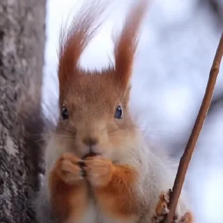 🤩