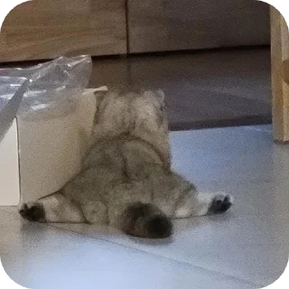 🐶