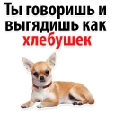 🙀