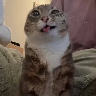 🤪