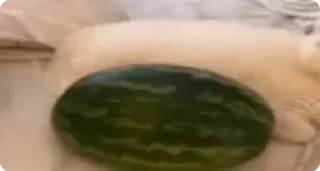 🍉