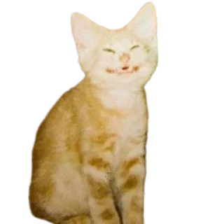 🐱