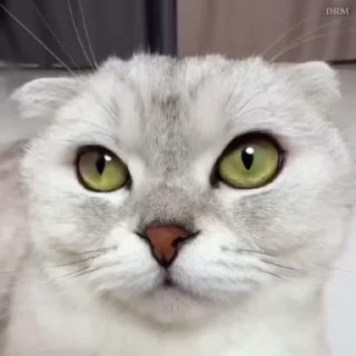 🐾