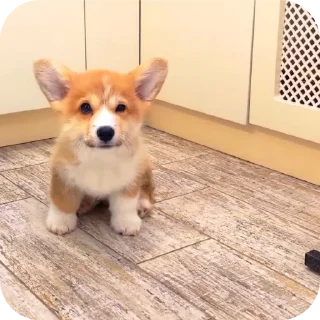🐶