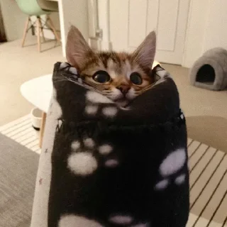 😼