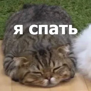 😴