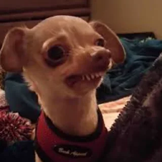 🐶