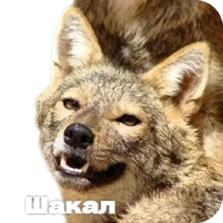 🦊