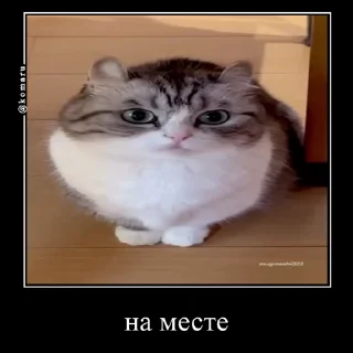 🐱