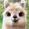 pack_alpac