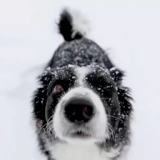 ❄️