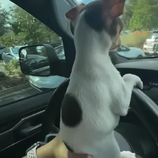 🐶
