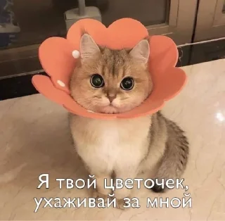 Пикчи для общения @picstotalk