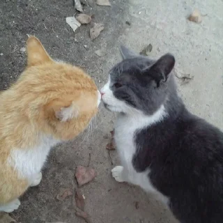 🐱