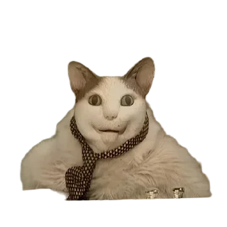🐱