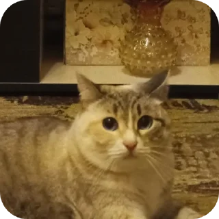 🐱