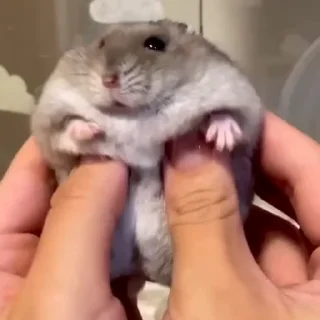 🐭