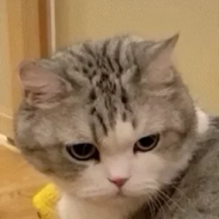 🐱