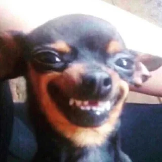 🐶