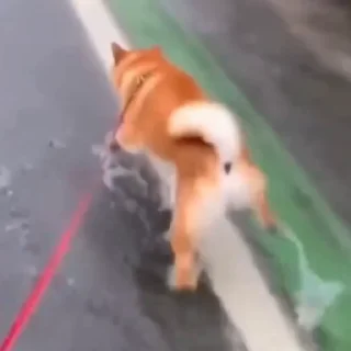 🐕