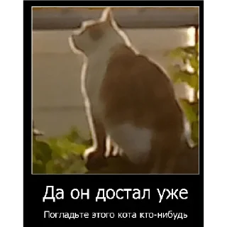 🐈