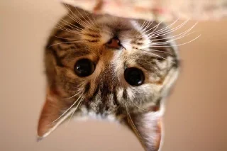 😚