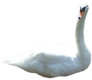 🦢