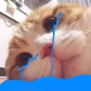 🐈
