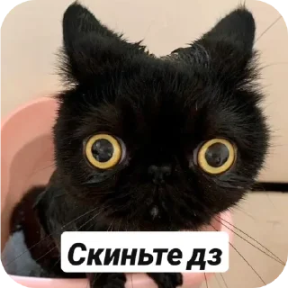🐱