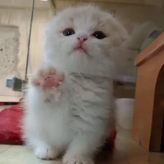 👅