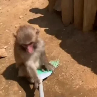 🦧