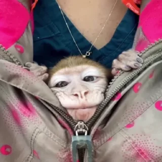 🐒