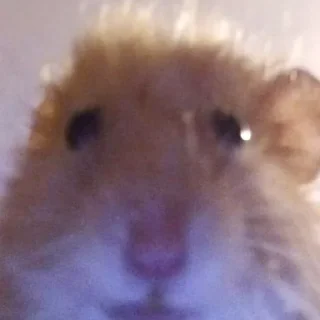 😶