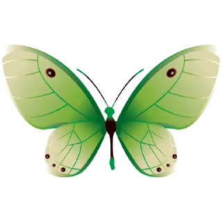 🦋