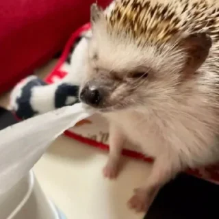 😆