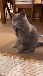 🤩