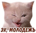 😼